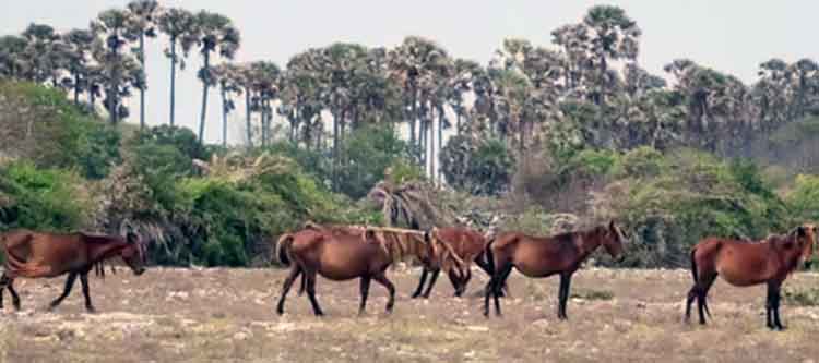 Delft Island Neduntivu